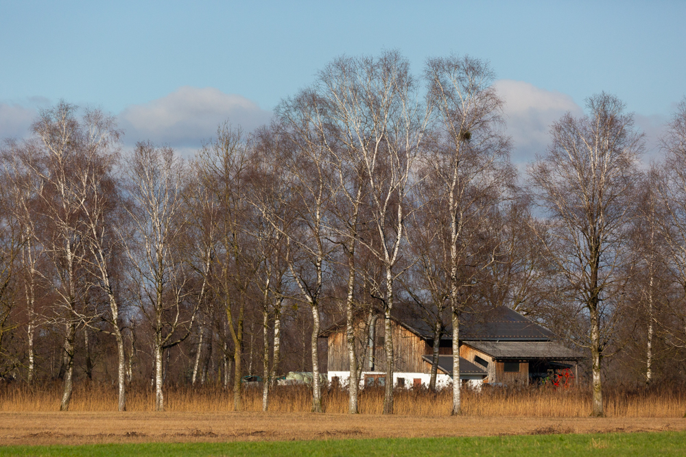 Lauteracherried im Jänner 33